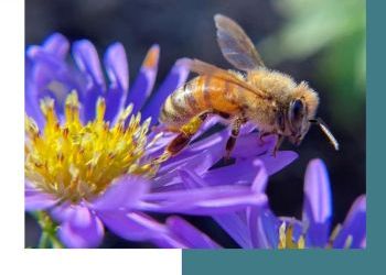 Spokane’s Sustainability Action Subcommittee (SAS) drafts plan to ensure better future for city - submit your feedback