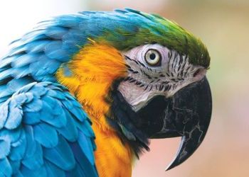 Medical AI startup Parrots Inc. lands in Spokane's University District