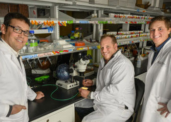 WSU's ‘Sleep gene’ research earns five-year grant from National Institutes of Health