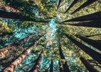 AG Ferguson Rolls Out Environmental Justice Initiative partnership with Gonzaga in Honor of Earth Day
