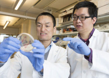 New WSU study shows promise in preventing heart disease in cancer survivors