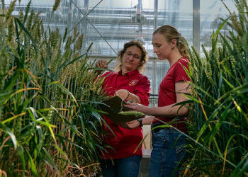 WSU debuts brand marketing campaign